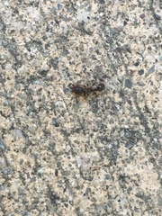 Tetramorium immigrans