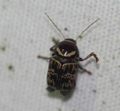 Cryptocephalus cribripennis