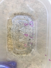 Tetramorium immigrans