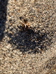 Forelius pruinosus