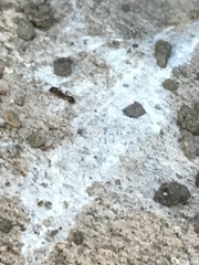 Tetramorium immigrans