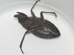 Belostoma subspinosum