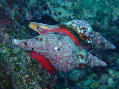 Triplofusus princeps