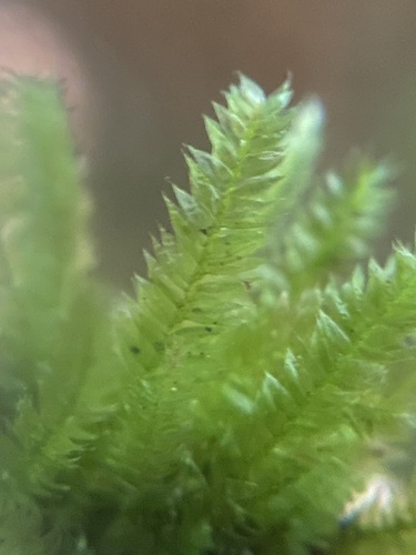 Pseudotaxiphyllum