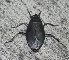 Belostoma subspinosum