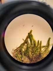 Plagiochila circinalis