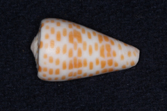 Conus tessulatus