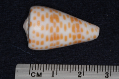 Conus tessulatus