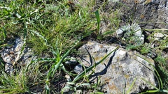 Calochortus tiburonensis