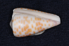 Conus tessulatus