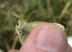 Colias behrii