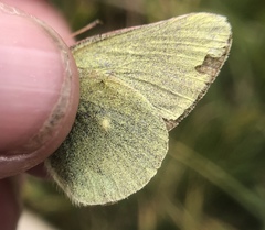 Colias behrii