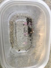 Tetramorium immigrans