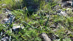 Calochortus tiburonensis