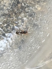 Tetramorium immigrans