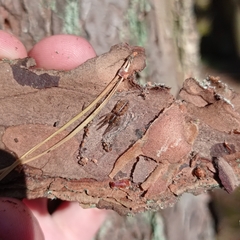 Segestria senoculata
