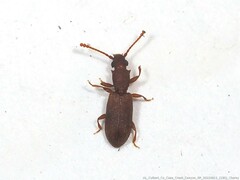 Silvanus muticus