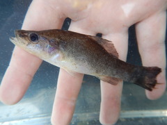 Aphredoderus sayanus