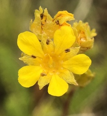 Ivesia lycopodioides