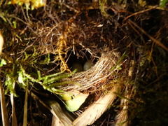 Myiothlypis coronata