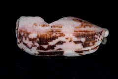 Conus striatus