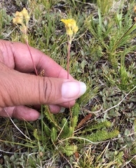 Ivesia lycopodioides