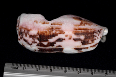 Conus striatus