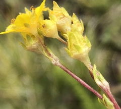 Ivesia lycopodioides