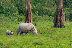 Rhinoceros unicornis