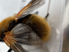 Mesembrina decipiens