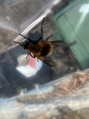 Mesembrina decipiens