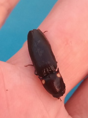 Deilelater physoderus