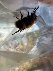 Mesembrina decipiens