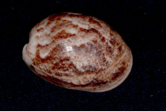 Bulla ampulla