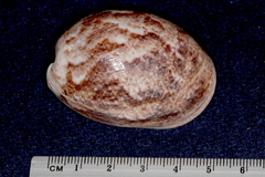 Bulla ampulla