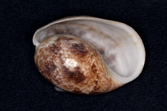 Bulla ampulla