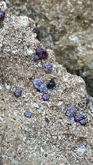 Nesochthamalus intertextus