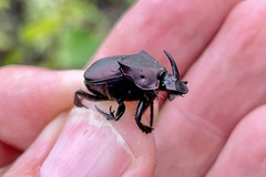 Phanaeus triangularis triangularis