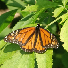 Danaus plexippus