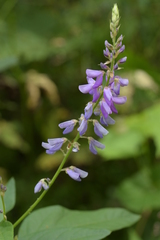 Desmodium cuspidatum longifolium
