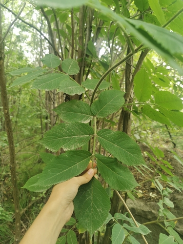 Image of Sambucus kamtschatica by (c) Валерия Ковалева, some rights reserved (CC BY)