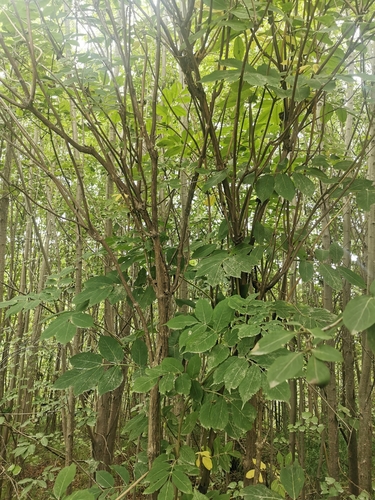 Image of Sambucus kamtschatica by (c) Валерия Ковалева, some rights reserved (CC BY)