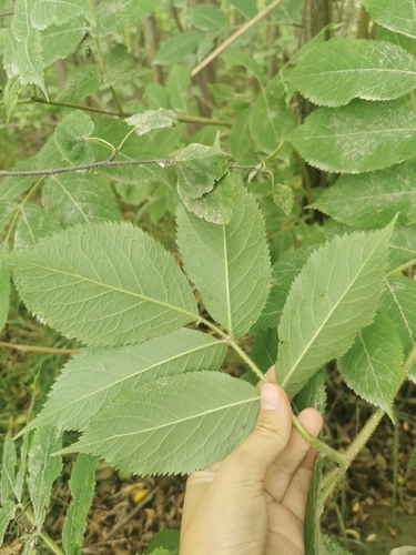 Image of Sambucus kamtschatica by (c) Валерия Ковалева, some rights reserved (CC BY)