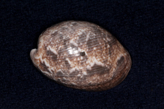 Bulla ampulla