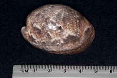 Bulla ampulla