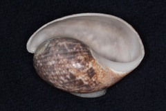 Bulla ampulla