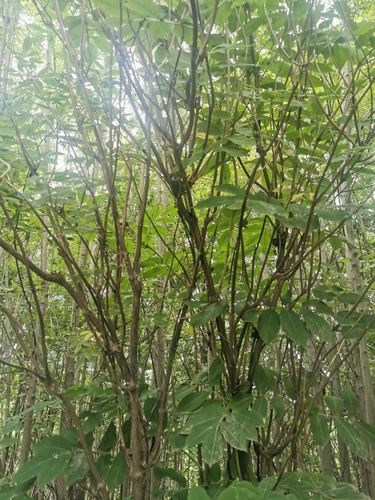 Image of Sambucus kamtschatica by (c) Валерия Ковалева, some rights reserved (CC BY)