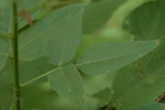 Desmodium cuspidatum longifolium