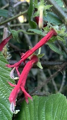 Centropogon granulosus