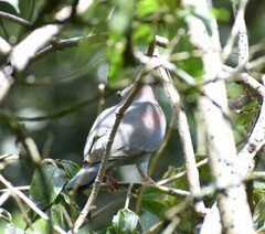 Patagioenas
